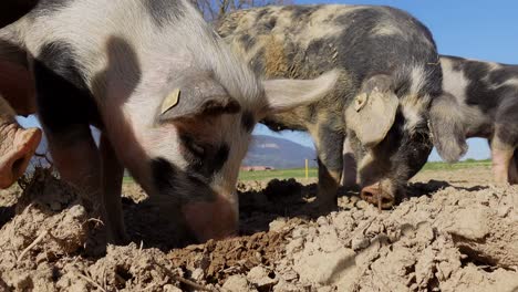 group of young pigs nourishing from organic soil ground on agricultural farm outdoors during beautiful sunlight and blue sky