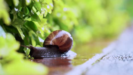 close up of a snail moving towards vegetation on a rainy day