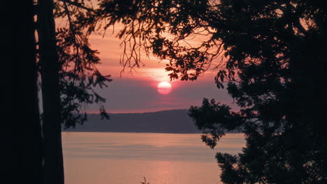 beautiful sun on a sunset framed by trees, vancouver island