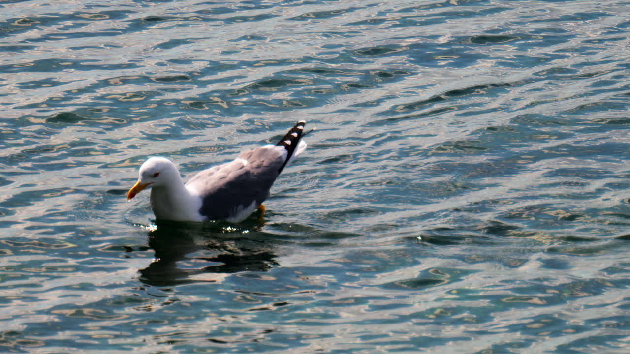 Close up of a seagull swimming in the sea