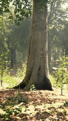 un primer plano de un tronco de árbol en un bosque