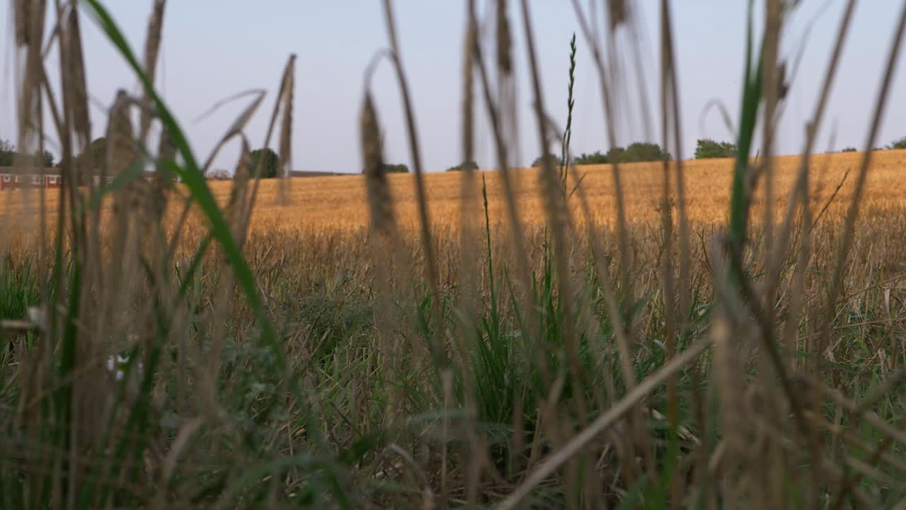 Golden wheat field landscape wide shot
