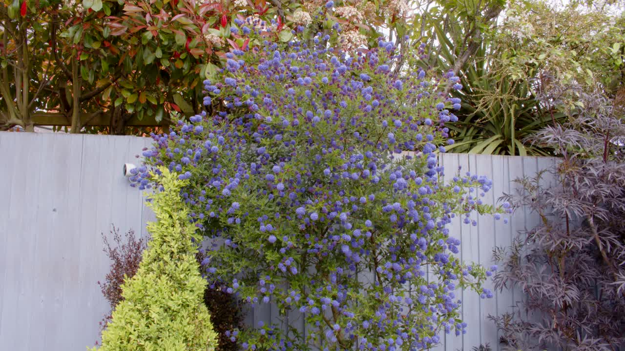 plano general de ceanothus en plena flor
