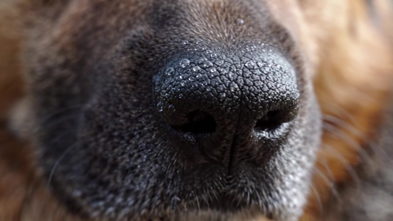 自然な環境で、詳細な質感と露のしずくが際立つ犬の鼻のクローズアップ。犬の解剖学的特徴のユニークさを強調