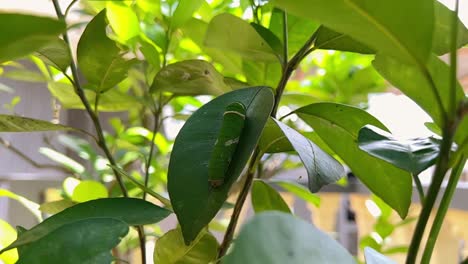 green caterpillar attached to green leaf