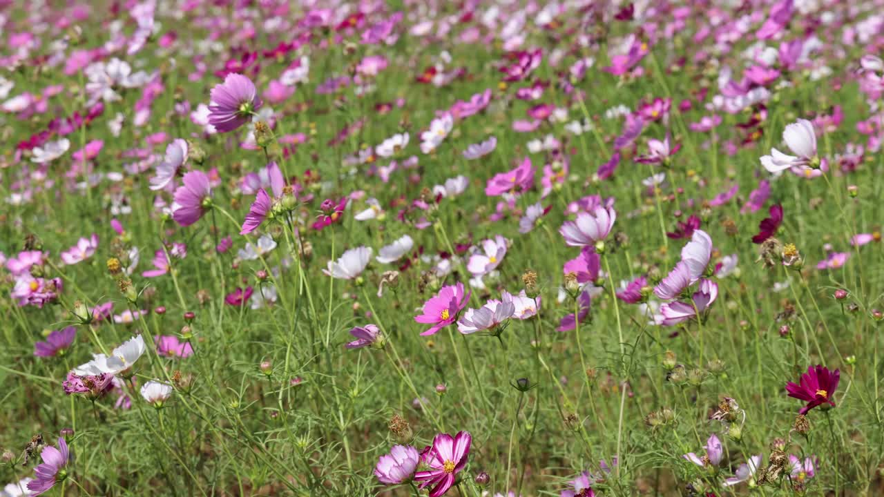 flores coloridas bailando suavemente en el viento