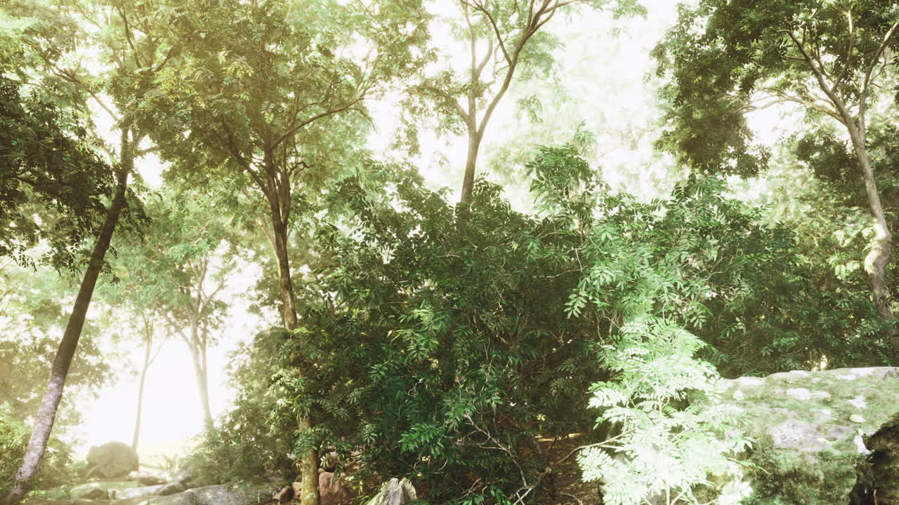 Lush greenery and soft sunlight illuminate a serene forest landscape