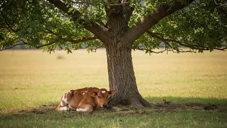 a calf resting peacefully beneath a tree in a serene pastoral landscape, embracing nature's tranquility and comfort in the open field