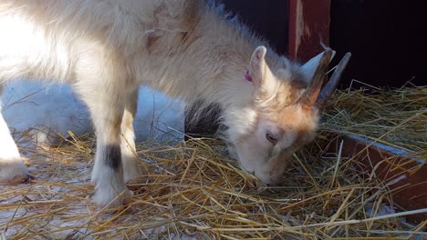 cute little white she-goat eating straws in winter