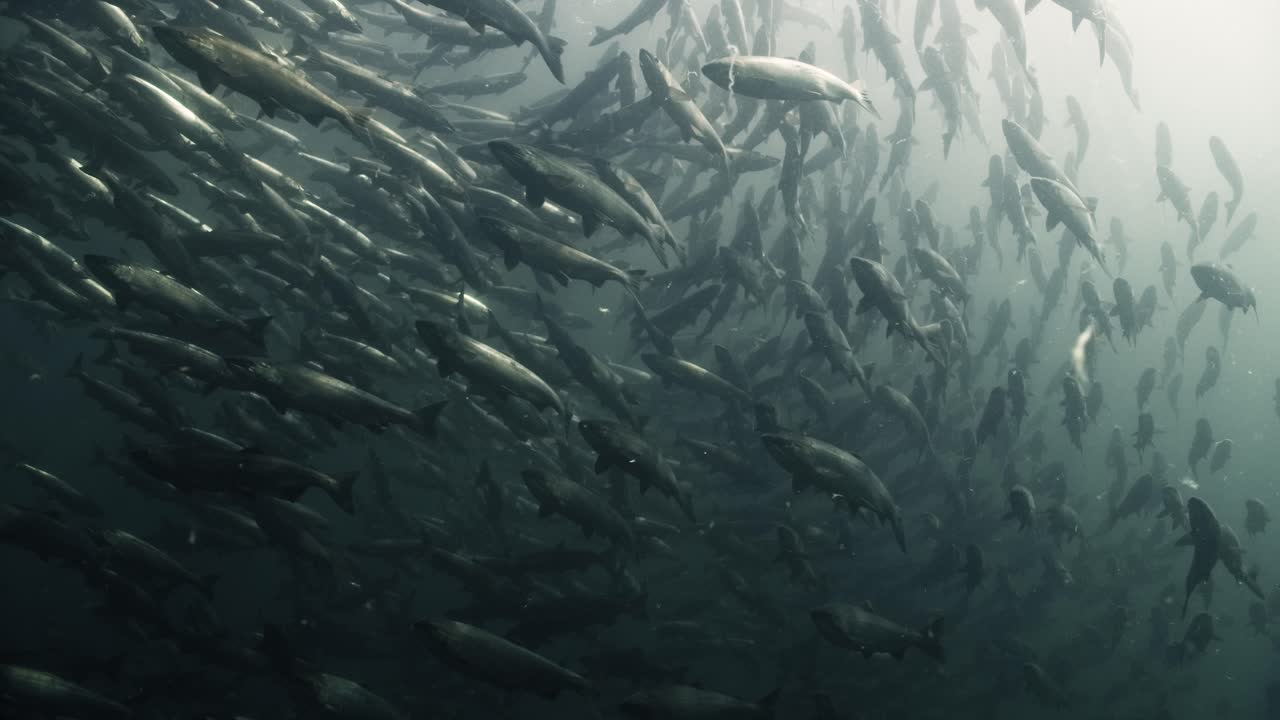 Large school of Pacific salmon still displaying its ocean silver colour swimming on a deep water canyon in Vancouver Island, Canada