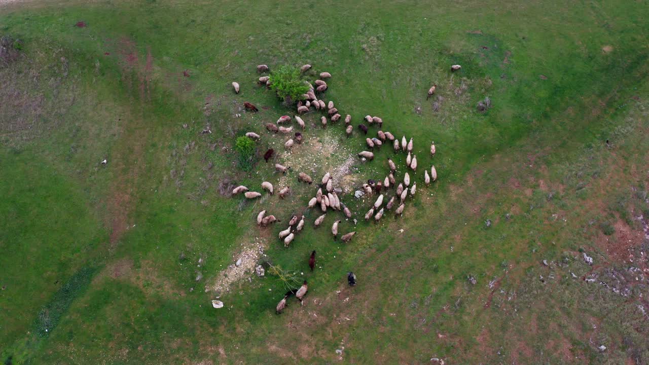 Flok bulgarske får hyrdet af en hyrde og en hund, set fra en drone ovenfra.