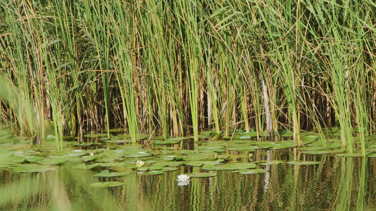 Camera slowly pans across dense reeds, water lilies, and calm freshwater marsh in natural daylight