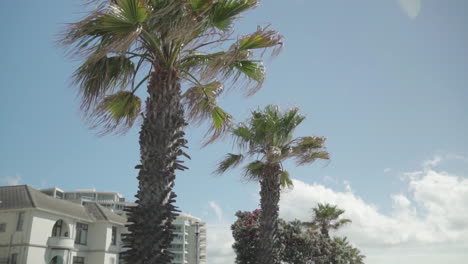 palm trees next to the beach