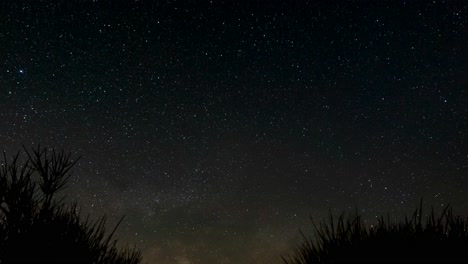 stars fill the sky then the milky way comes into view between two desert scrub bushes - time lapse