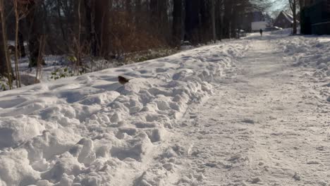 Foraging-Wild-Bird-On-Snow-Covered-Track-During-Sunny-Winter-Day