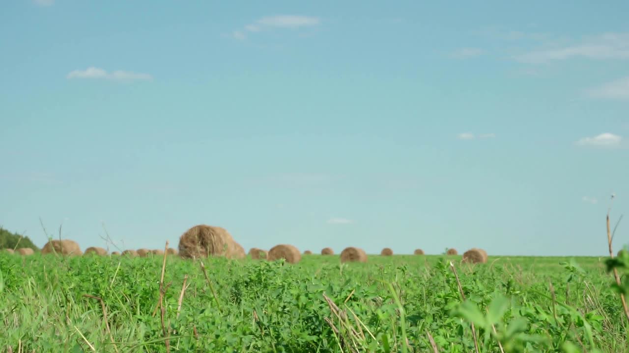 concepto de la agricultura. balas de heno en el prado. campo rural en verano con balas de hino