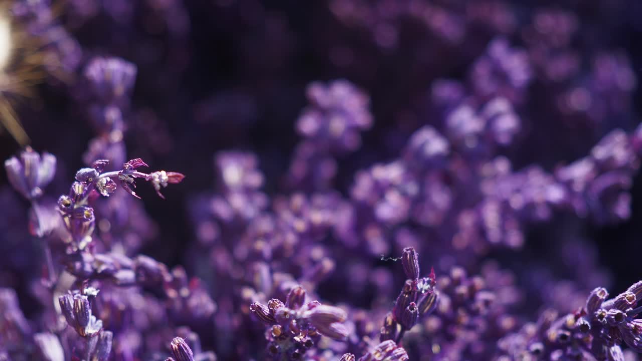 Prossimo piano dei fiori di lavanda