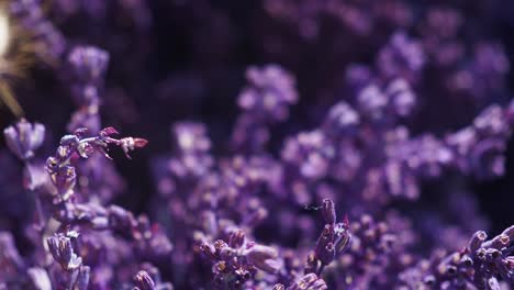 close-up of lavender flowers
