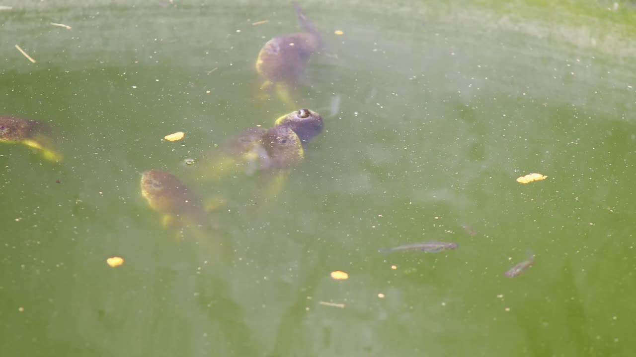 미노와 함께 먹이를 먹는 녹색 개구리 올챙이의 정적 샷