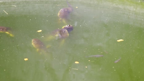 static shot of green frog tadpoles feeding with minnows