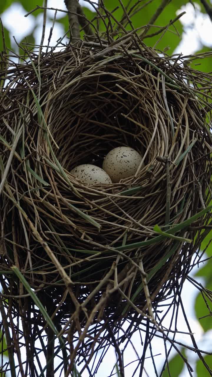 Close-up video shot of a bird's nest with two eggs, captured from a low angle