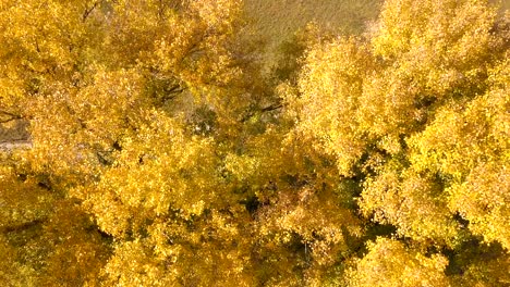 4k  aerial. up over yellow tree  crown on  field