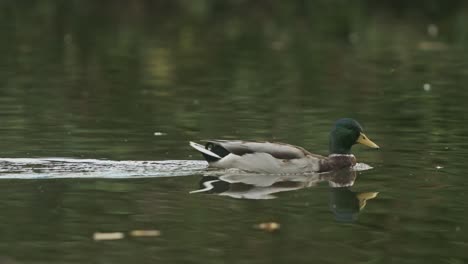 Malard-duck-swimming-on-a-calm-lake-slow-motion