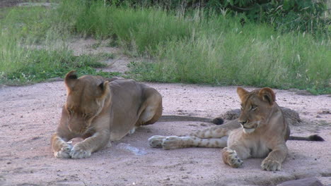 Leones-Africanos-Jóvenes-Acostados,-Observando-Y-Acicalándose