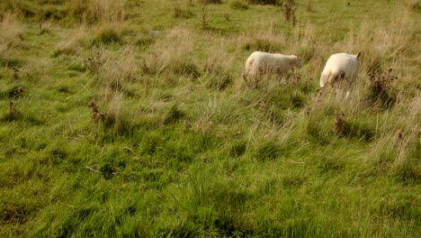 mid shot of two sheep grazing grass and walking out of frame, at carsington water dam from the dam trail
