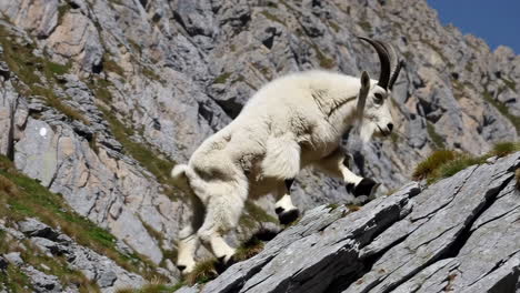 mountain goat jumping on rocks
