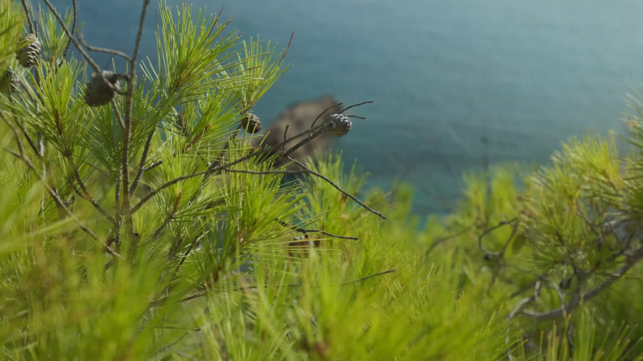 Serene view of calm sea viewed through lush pine trees in the foreground. Perfect for travel, nature, relaxation, or coastal-themed projects.