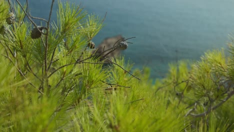 serene view of calm sea viewed through lush pine trees in the foreground. perfect for travel, nature, relaxation, or coastal-themed projects.