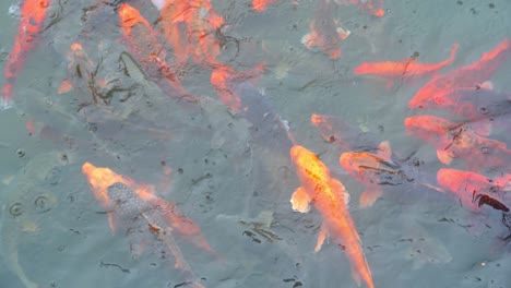 Bunch-of-colorful-fish-fighting-for-special-food-thrown-by-tourists-into-the-water-in-a-lake-pond-in-China