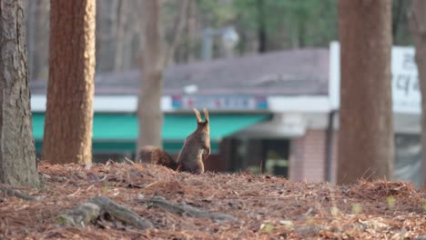 Eurasisches-Graues-Eichhörnchen-Im-Koreanischen-Park,-Das-Bei-Sonnenuntergang-Auf-Den-Hinterbeinen-Steht