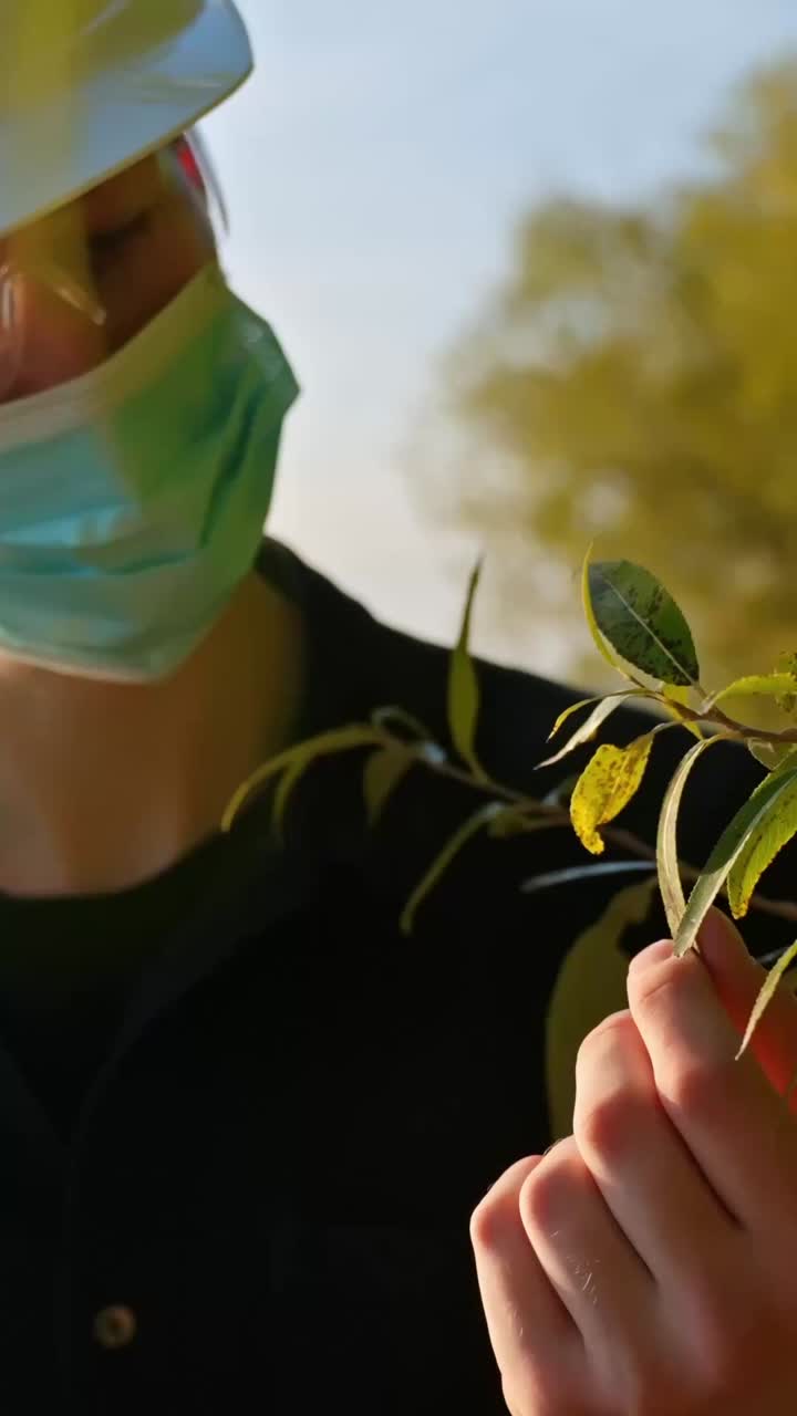 Masked fieldworker rubs leaves of infected plant while wearing hard hat, vertical