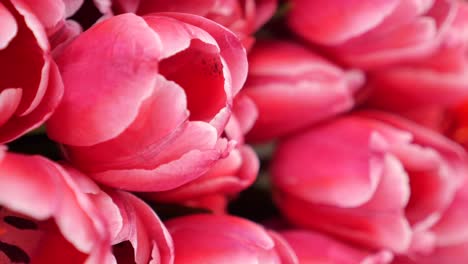 vibrant pink tulips close-up