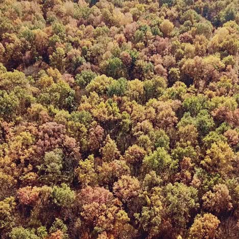 view of the autumn forest on the outskirts of the city. aerial view. camera motion up