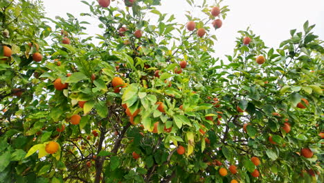 A-broader-view-of-an-orange-tree-filled-with-ripe-oranges-in-a-garden-in-Nicosia,-Cyprus