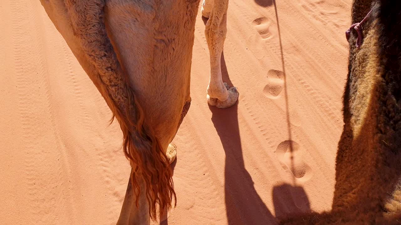 cerca de camellos caminando en el desierto árabe de wadi rum dejando huellas de camellos en la arena roja en jordania, oriente medio