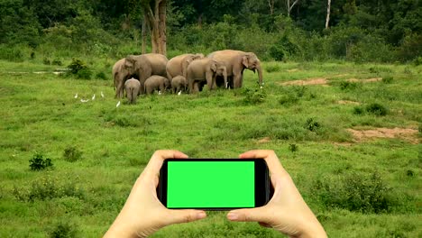 grabar un video de la naturaleza con un teléfono inteligente con pantalla verde