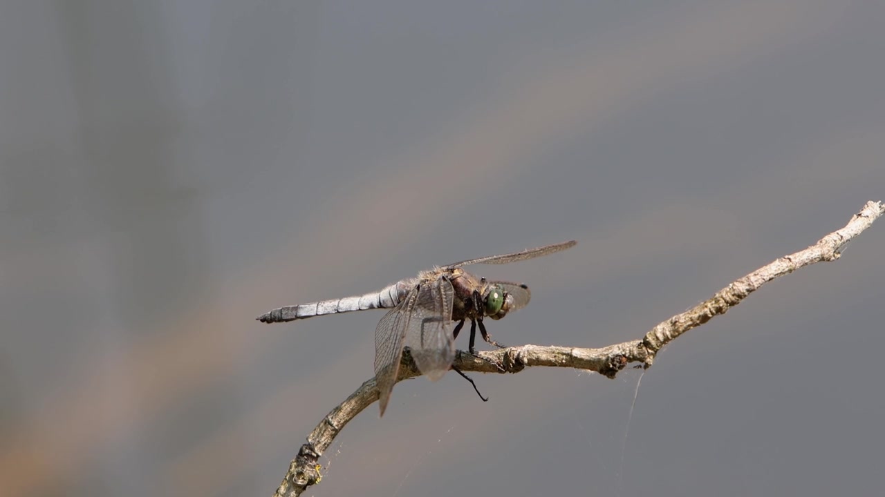 Vista laterale di una libellula Orthetrum cancellatum, appollaiata su un ramoscello al bordo di uno stagno. Estate. Regno Unito