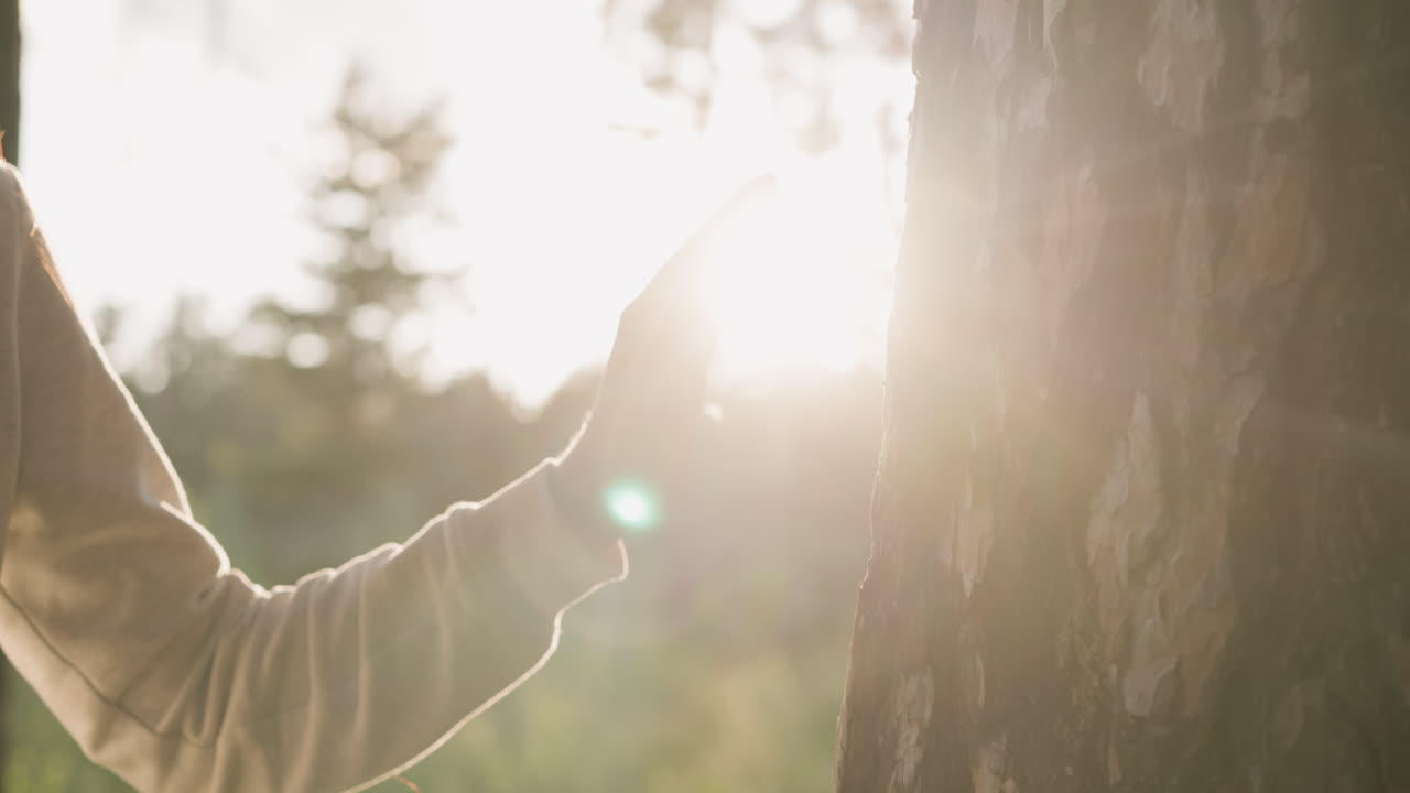 леди осторожно касается ствола дерева на закате. молодая женщина наслаждается красотой природы под теплым солнечным светом, гуляя в лесу вечером. расслабление на свежем воздухе