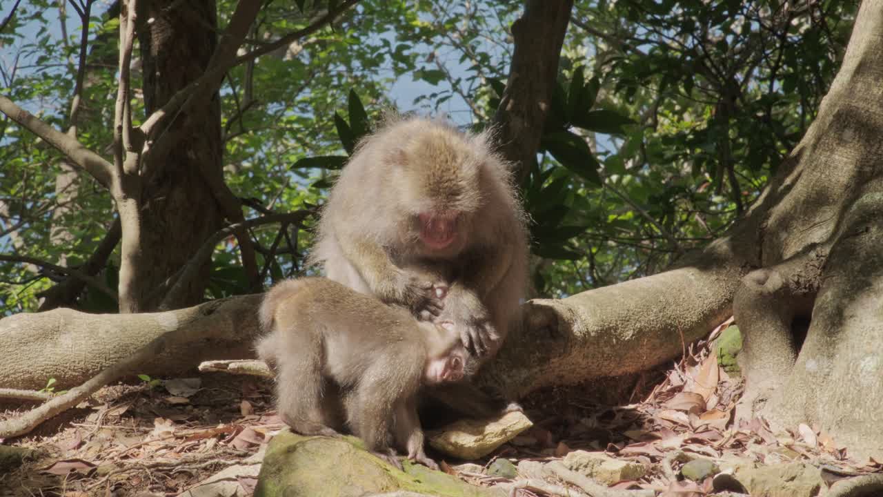 Handheld close-up shot of a mother macaque gently grooming her babies and cleaning their ears on a breezy day in Yakushima, Japan. Maternal care and natural primate behaviour in the wild.