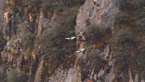 pair of majestic andean condors glide and fly along the mountains with their wings spread wide, tracking shot