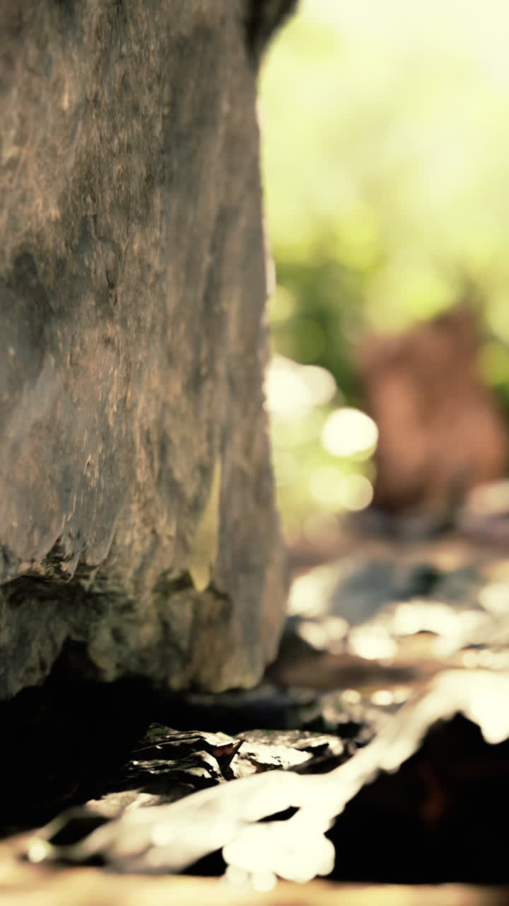 primer plano de una roca gris con un fondo borroso de follaje verde