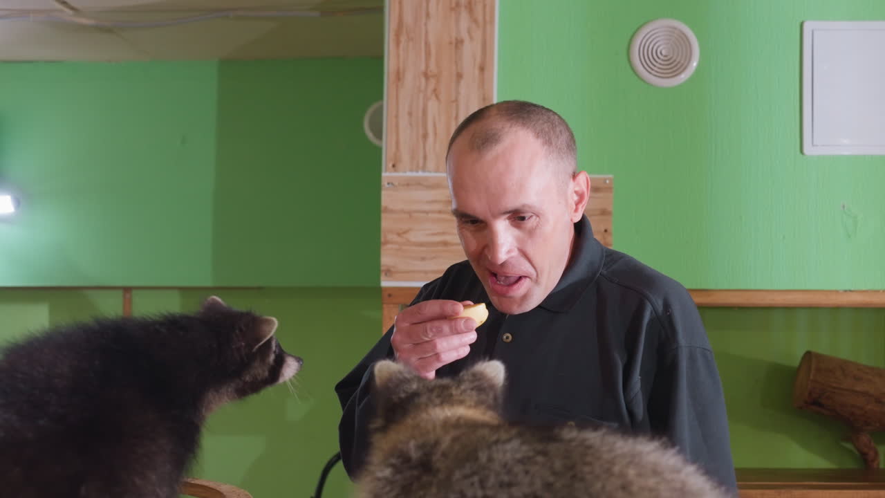 Um treinador caucasiano oferece um petisco a um guaxinim em um recinto interno verde, poleiros de madeira e toras ao fundo, sorriso voltado para a câmera e troca divertida, manuseio em estilo de demonstração e animal de perto