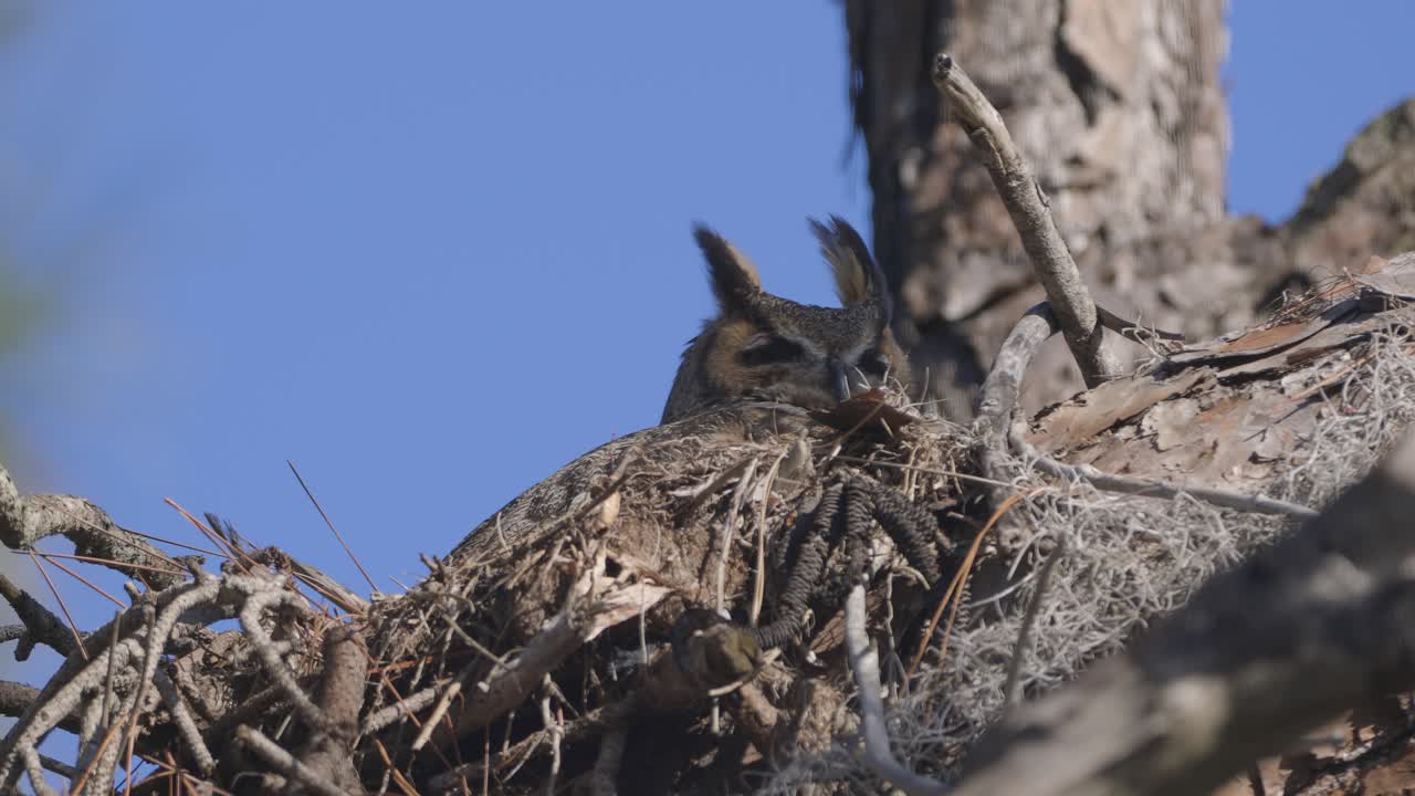 Great Horned Owl perched in tree nest in windy sunny conditions