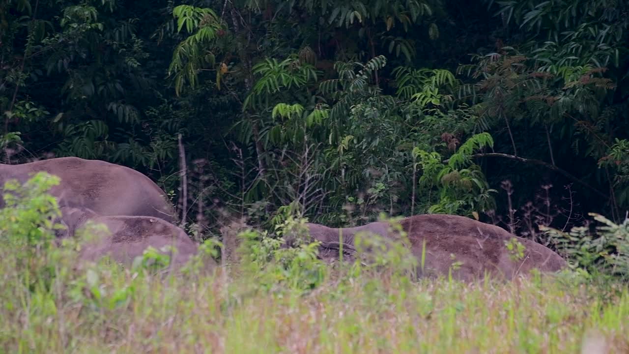 아시아 코끼리는 멸종 위기 종이며 태국 거주자이기도합니다.