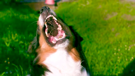 australian shepherd dog catching a treat during a summer sunshine day in slow motion