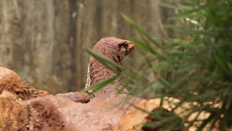 vista posterior del lagarto de monitor de encaje tomando el sol detrás de las hojas en el zoológico